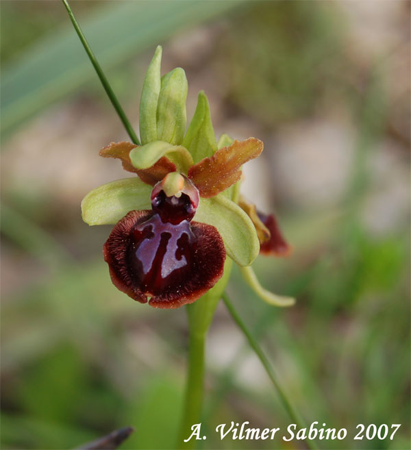 Ophrys passionis (=Ophrys garganica) e O. sphegodes