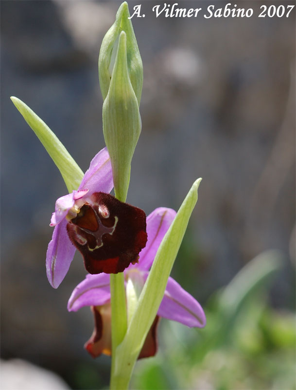 Ophrys fuciflora