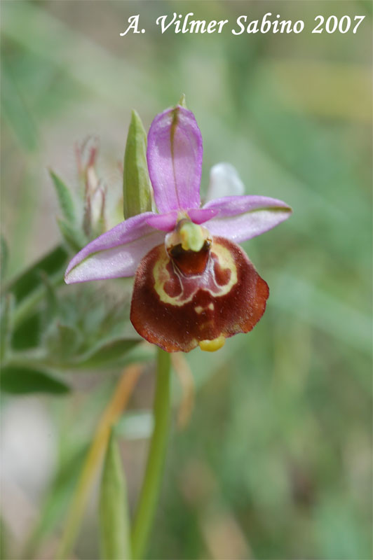 Ophrys fuciflora