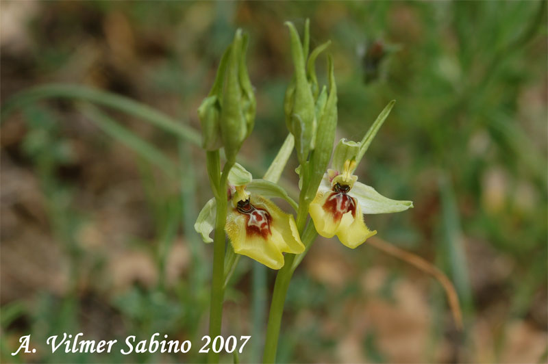 Ophrys lacaitae