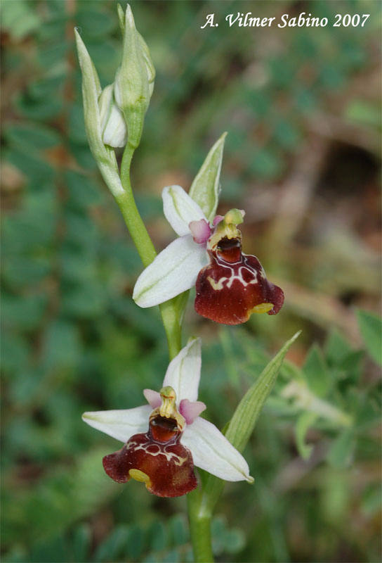 Ophrys fuciflora