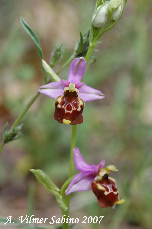 Ophrys fuciflora