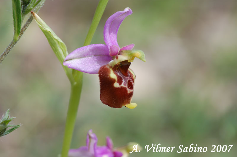 Ophrys fuciflora