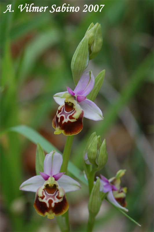 Ophrys fuciflora