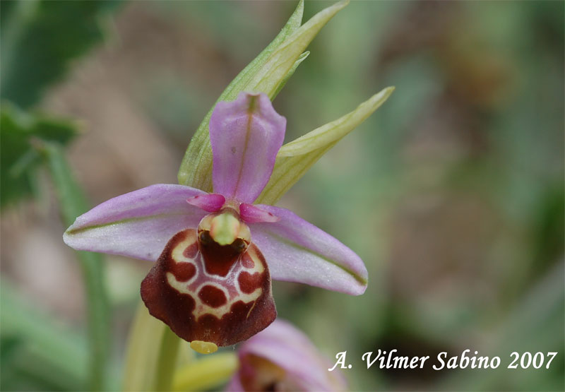 Ophrys fuciflora