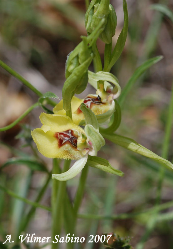 Ophrys lacaitae