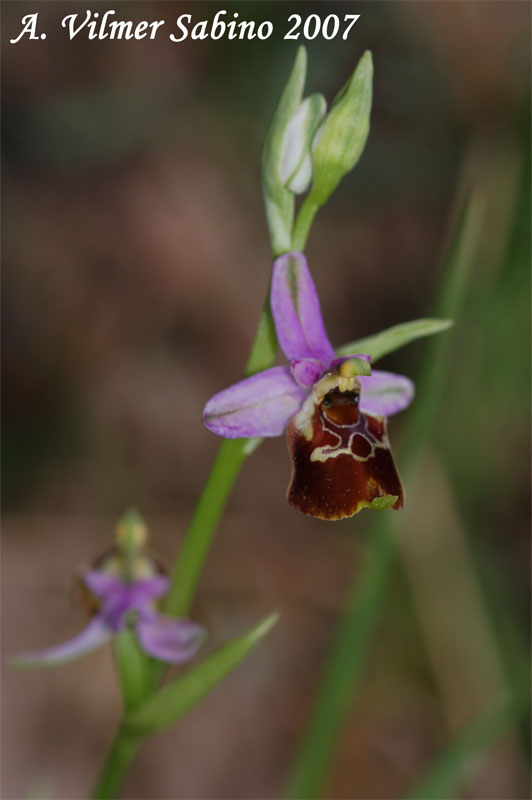 Ophrys fuciflora