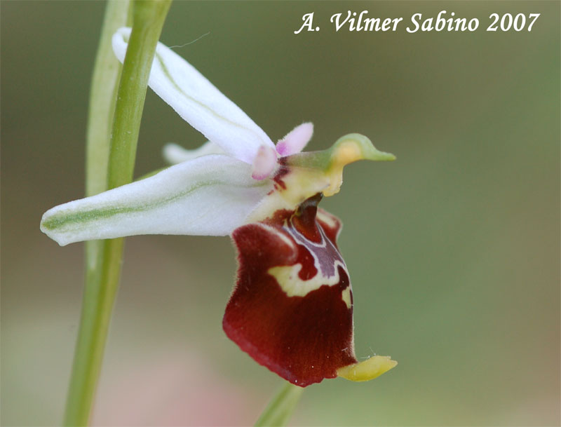 Ophrys fuciflora