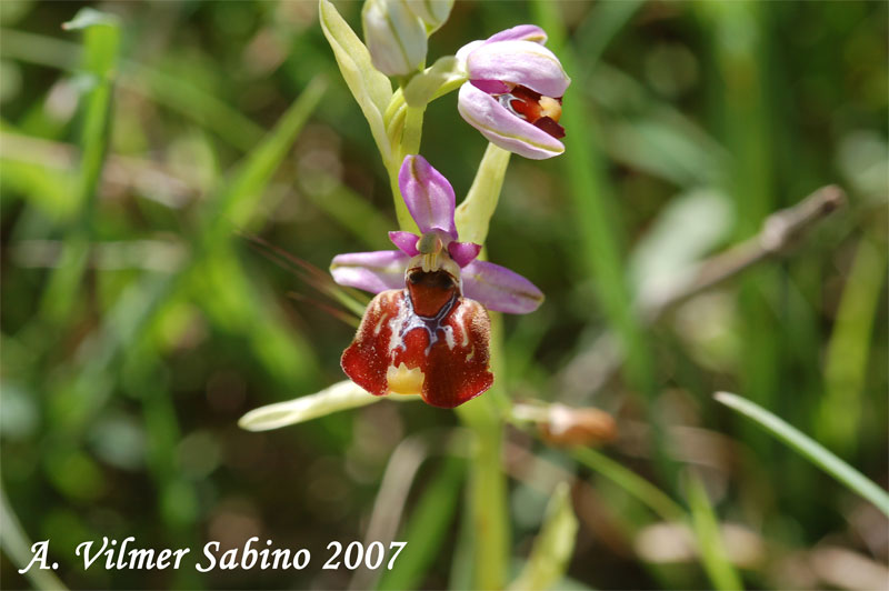 Ophrys fuciflora