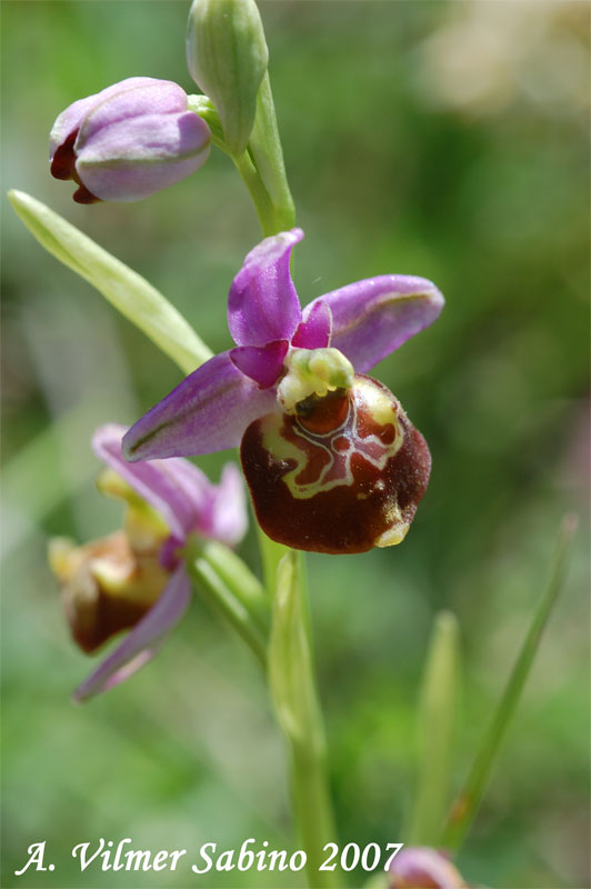 Ophrys fuciflora