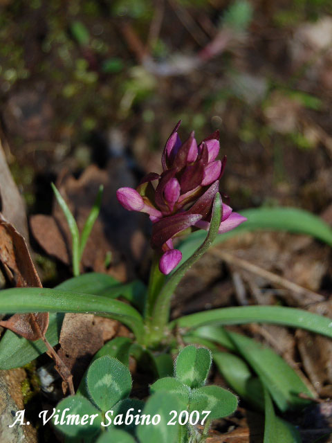 Dactylorhiza romana