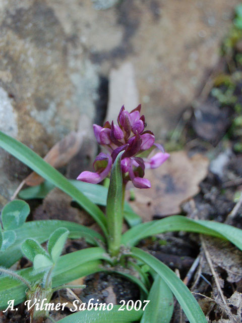 Dactylorhiza romana