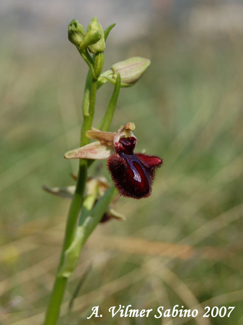 Ophrys incubacea