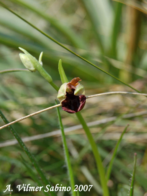 Ophrys incubacea