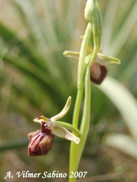 Ophrys incubacea