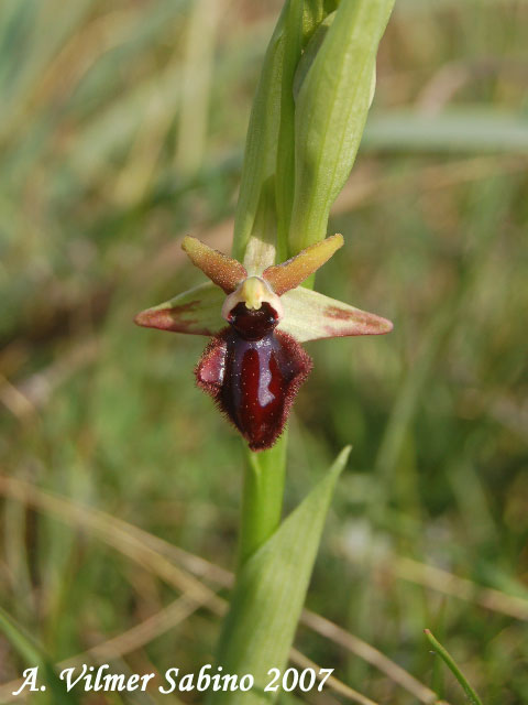 Ophrys incubacea