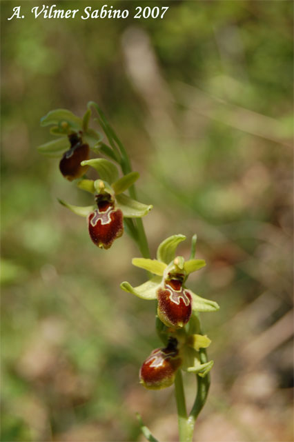 Ophrys cilentana