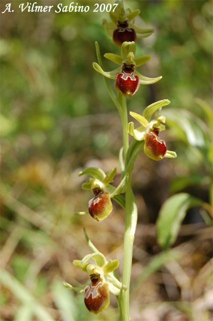 Ophrys cilentana