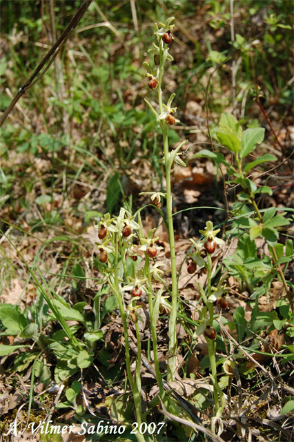 Ophrys cilentana