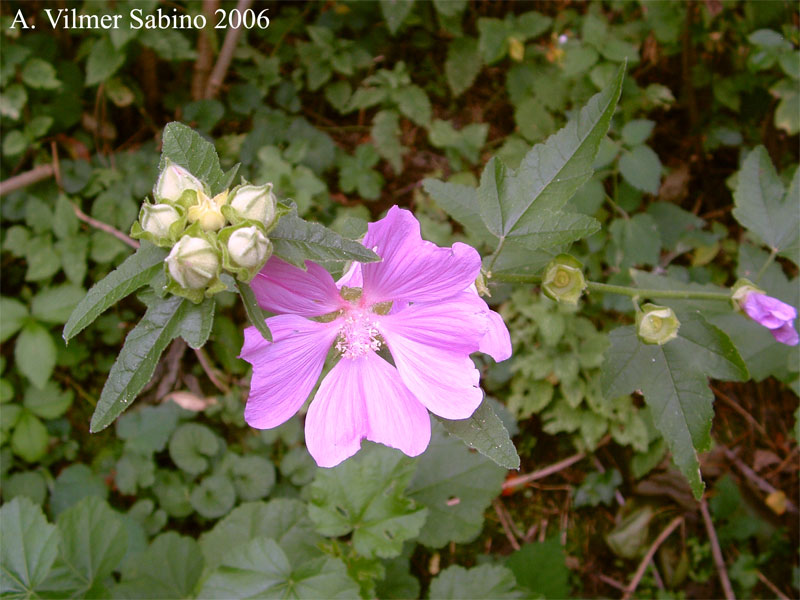 Malva Thuringiaca / Malvone di Turingia