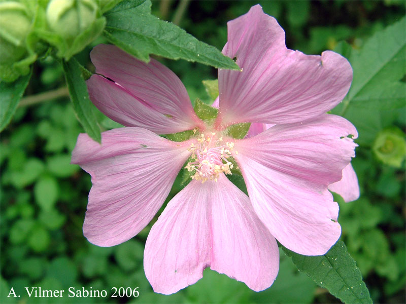 Malva Thuringiaca / Malvone di Turingia