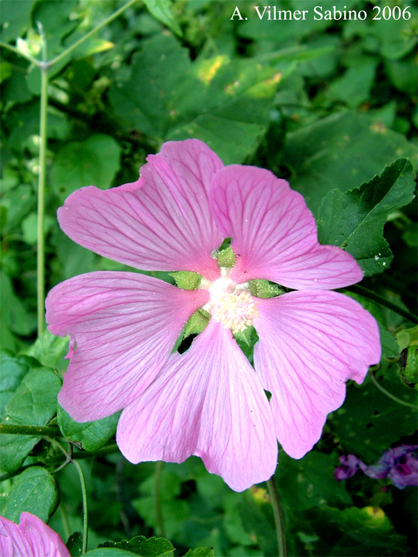 Malva Thuringiaca / Malvone di Turingia