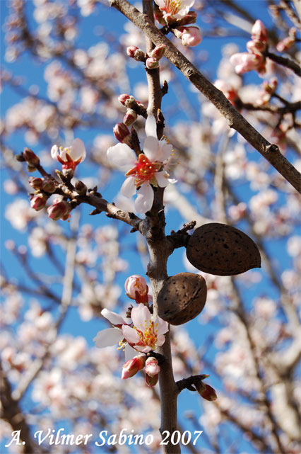 Prunus dulcis / Mandorlo