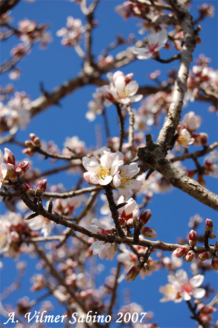 Prunus dulcis / Mandorlo