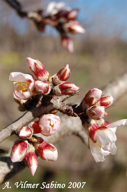 Prunus dulcis / Mandorlo