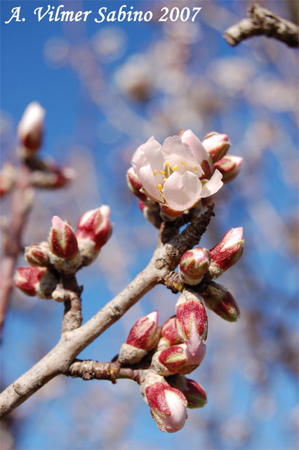 Prunus dulcis / Mandorlo