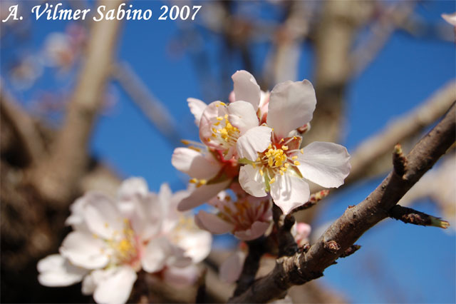 Prunus dulcis / Mandorlo