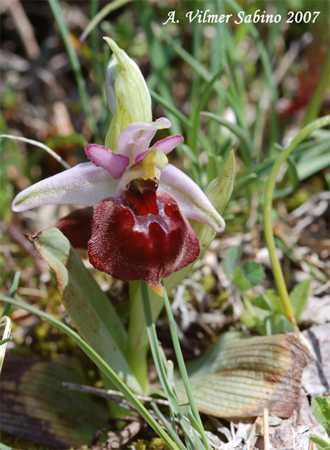 Ophrys pollinensis