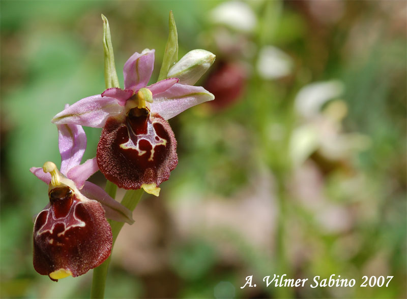 Ophrys pollinensis