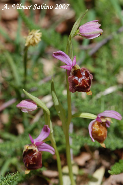 Ophrys pollinensis