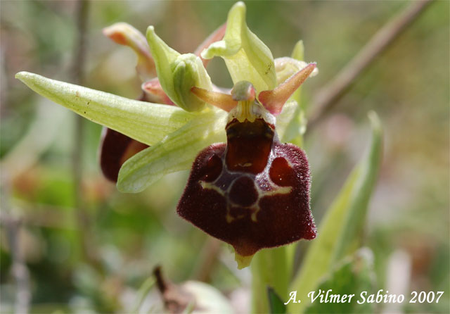 Ophrys pollinensis