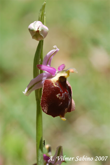 Ophrys pollinensis