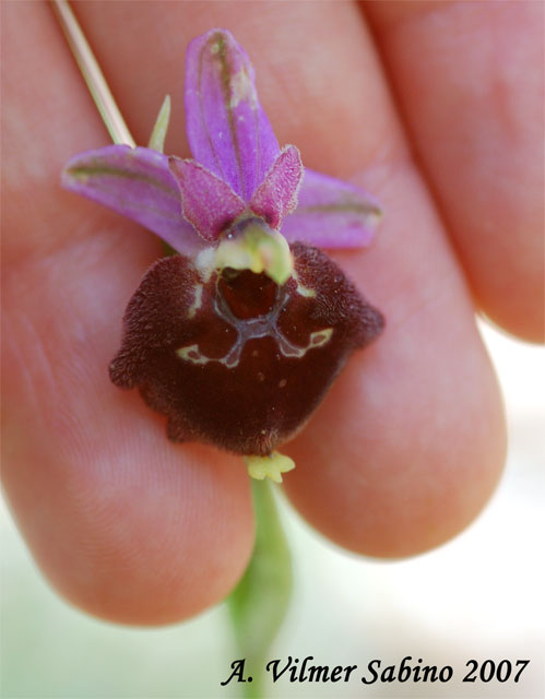 Ophrys pollinensis