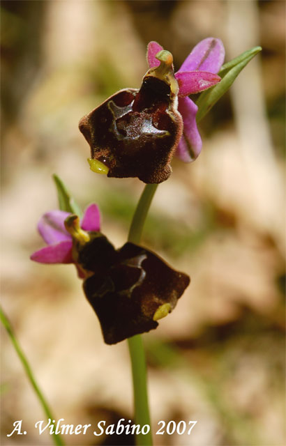 Ophrys pollinensis