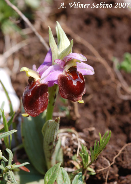 Ophrys pollinensis