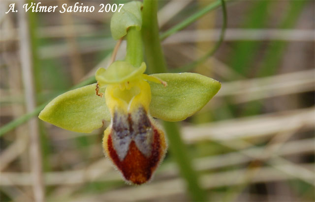 Ophrys sicula
