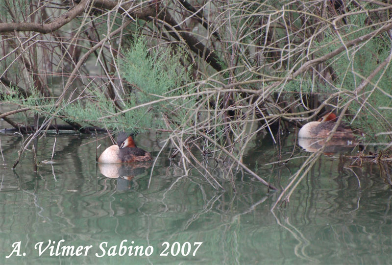 Svasso maggiore - Podiceps cristatus