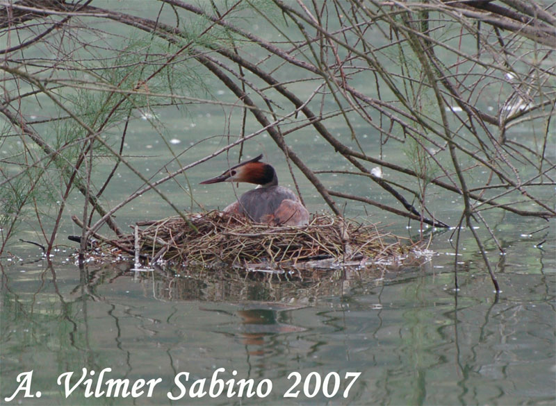 Svasso maggiore - Podiceps cristatus