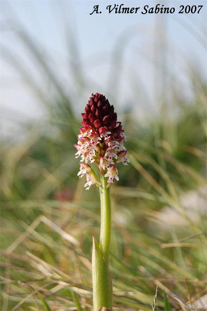 Orchis ustulata