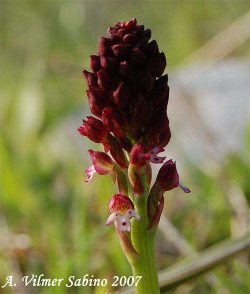 Orchis ustulata