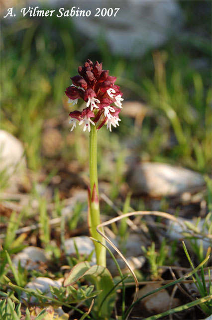 Orchis ustulata