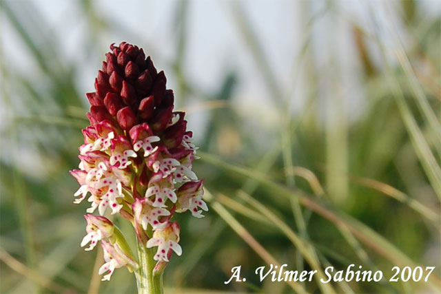 Orchis ustulata