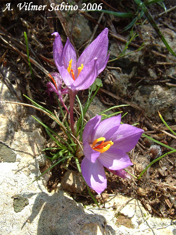 Crocus thomasii / Zafferano di Thomas