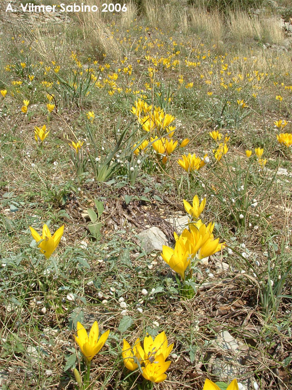 Sternbergia lutea / Zafferanastro giallo