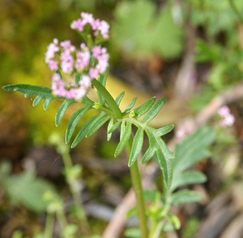 Centranthus calcitrapae /  Camarezza minore