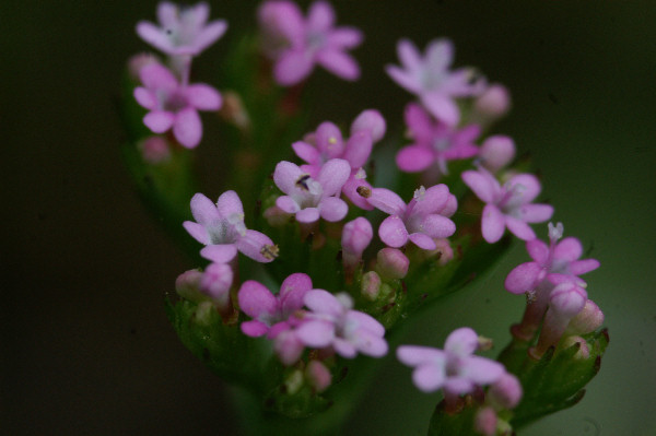 Centranthus calcitrapae /  Camarezza minore